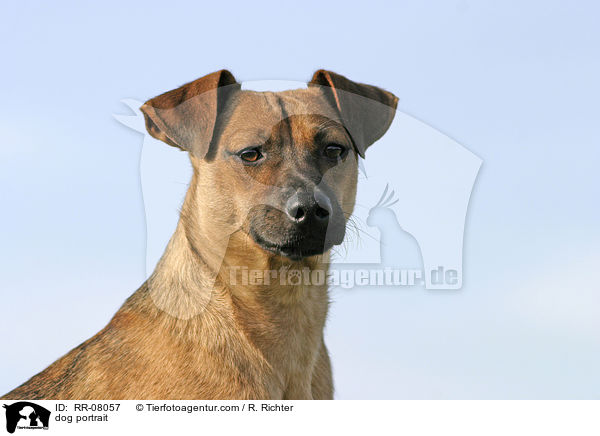 Hundeportrait / dog portrait / RR-08057