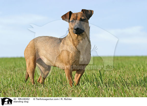 stehender Hund / standing dog / RR-08062