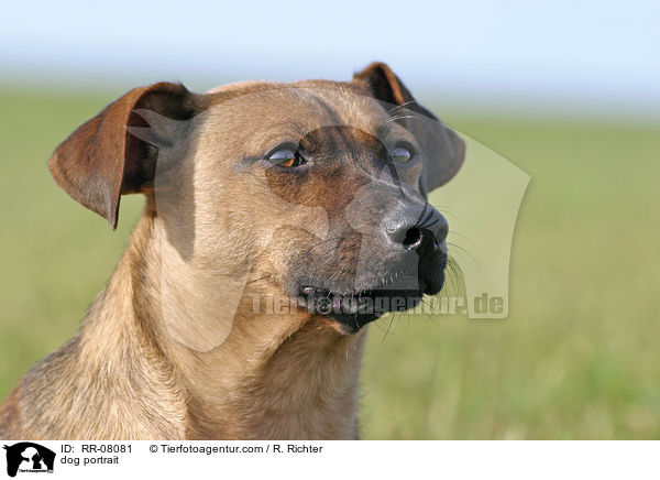 dog portrait / RR-08081