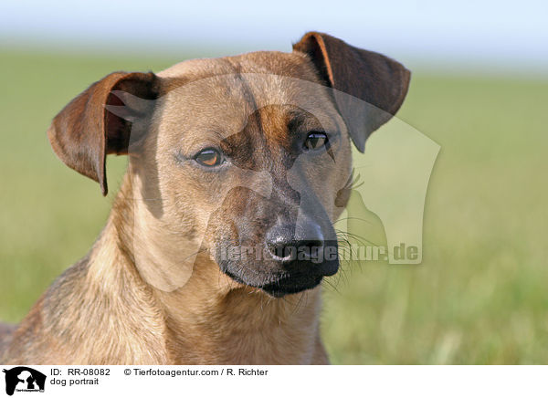 Hundeportrait / dog portrait / RR-08082
