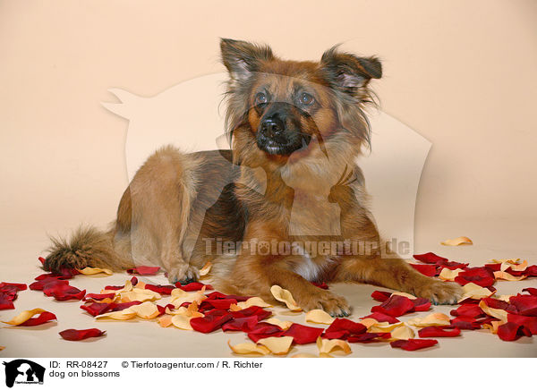 Hund auf Blten / dog on blossoms / RR-08427