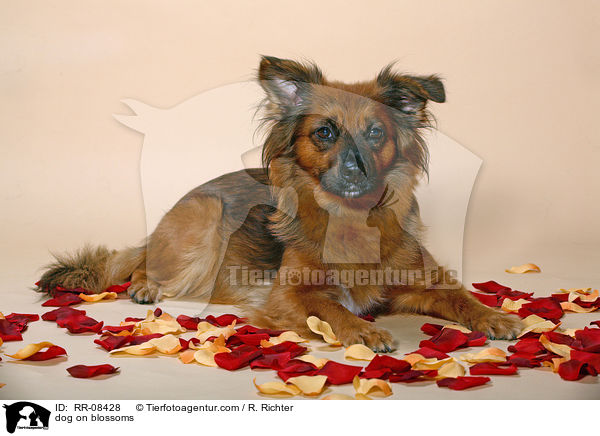 Hund auf Blten / dog on blossoms / RR-08428