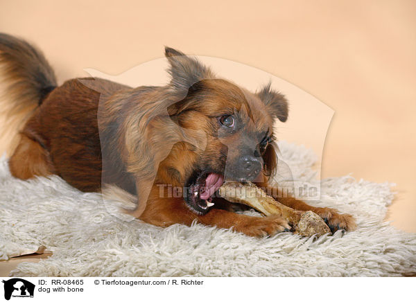 Hund mit Knochen / dog with bone / RR-08465