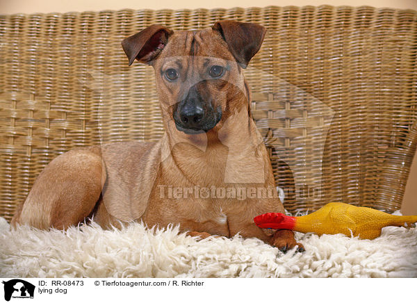 liegender Hund / lying dog / RR-08473
