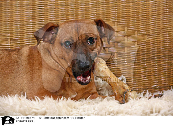 Hund knabbert Knochen / gnawing dog / RR-08474