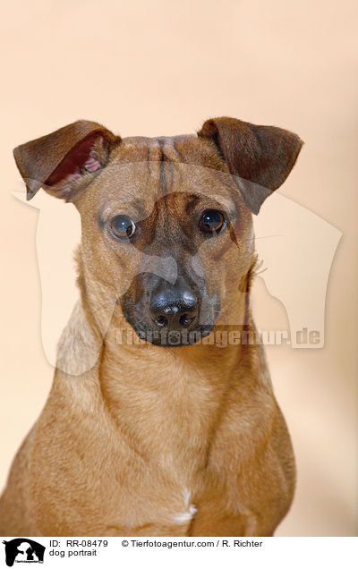 Hund im Portrait / dog portrait / RR-08479