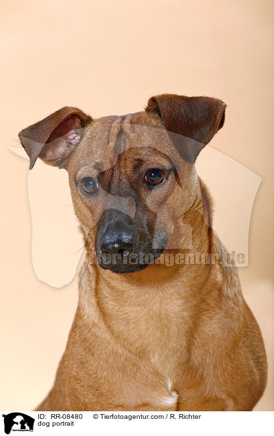 Hund im Portrait / dog portrait / RR-08480