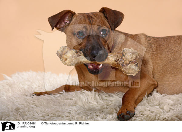 Hund knabbert Knochen / gnawing dog / RR-08481