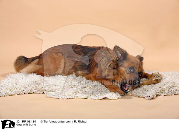 Hund mit Knochen / dog with bone / RR-08484