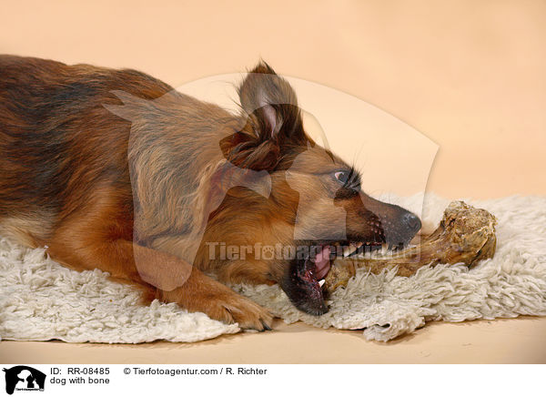 Hund mit Knochen / dog with bone / RR-08485