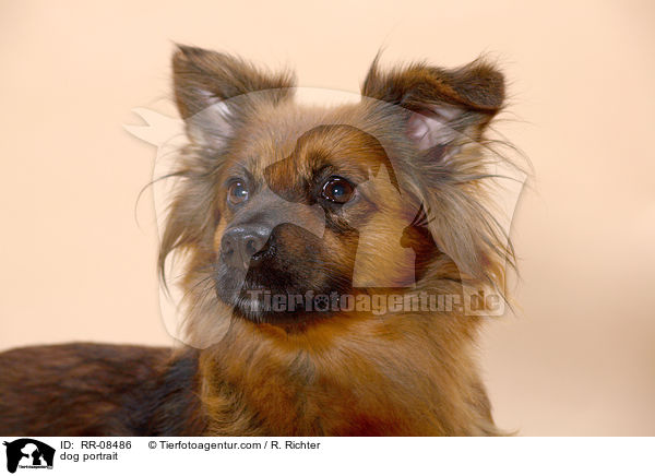 Mischling Portrait / dog portrait / RR-08486