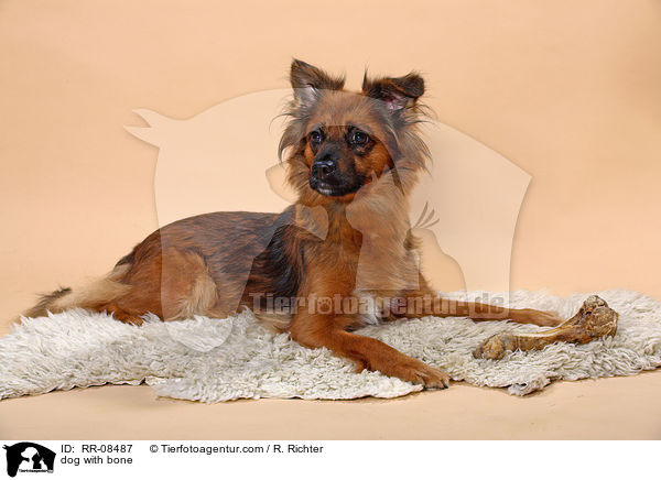 Hund mit Knochen / dog with bone / RR-08487