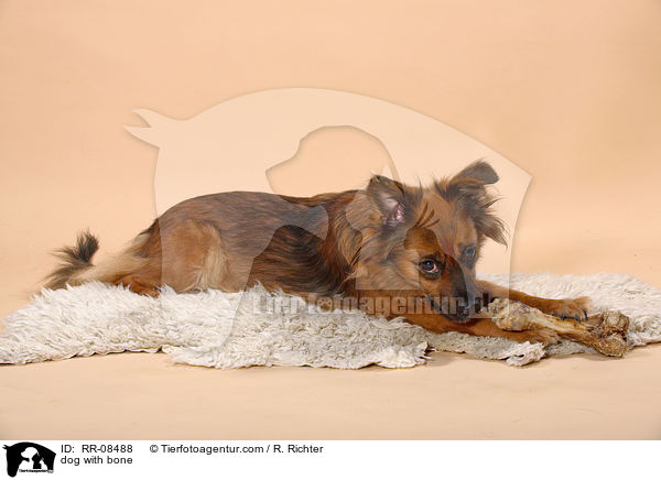 Hund mit Knochen / dog with bone / RR-08488