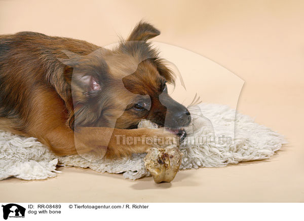 Hund mit Knochen / dog with bone / RR-08489