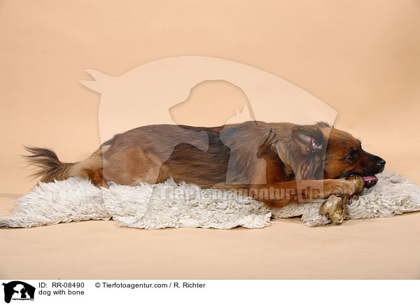 Hund mit Knochen / dog with bone / RR-08490