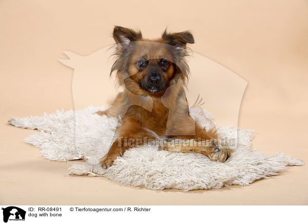 Hund mit Knochen / dog with bone / RR-08491