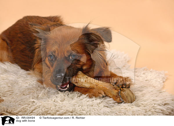 Hund mit Knochen / dog with bone / RR-08494