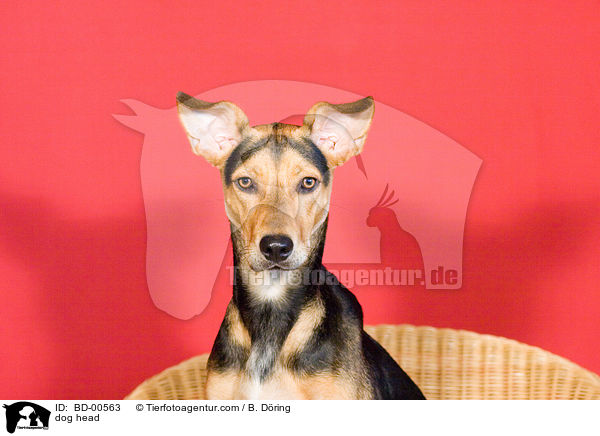 Mischling Portrait / dog head / BD-00563