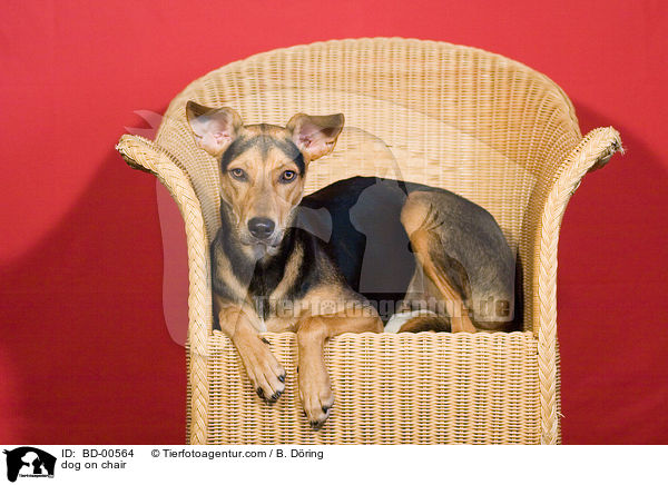 dog on chair / BD-00564