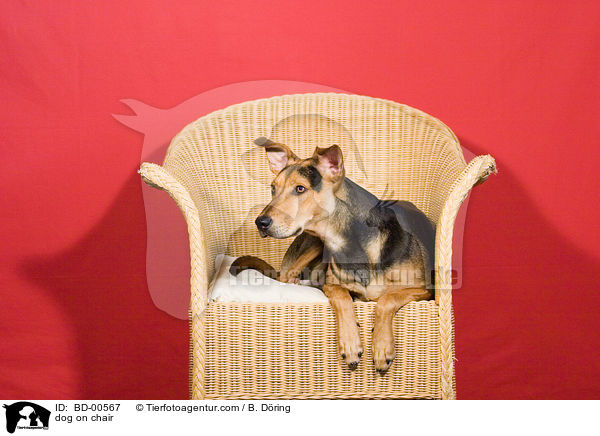 dog on chair / BD-00567