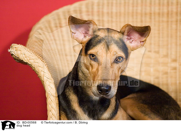 Mischling Portrait / dog head / BD-00568