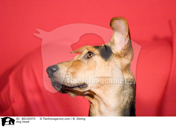 Mischling Portrait / dog head / BD-00570