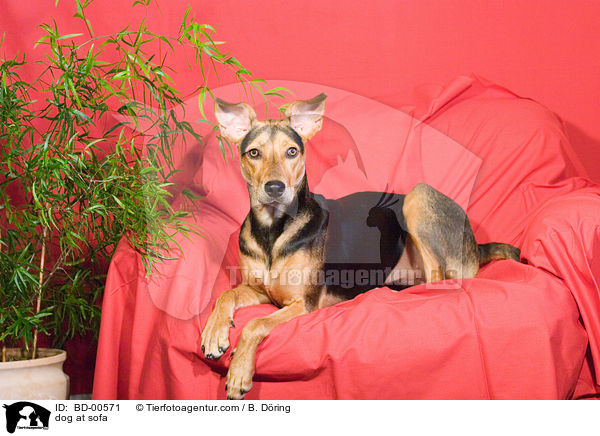 Hund auf Sofa / dog at sofa / BD-00571