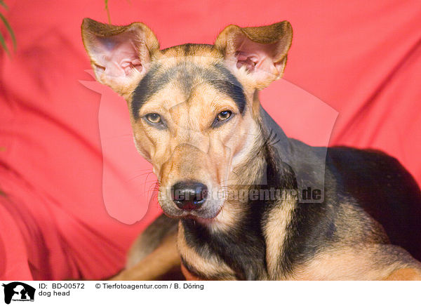 Mischling Portrait / dog head / BD-00572