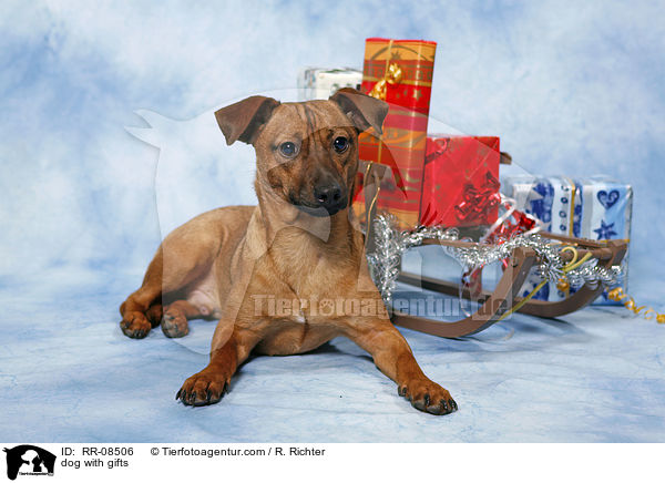 dog with gifts / RR-08506