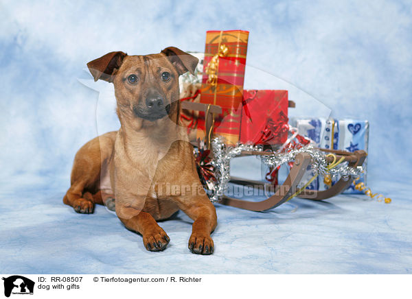 Hund mit Geschenken / dog with gifts / RR-08507