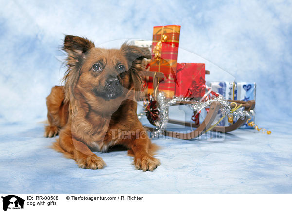 Hund mit Geschenken / dog with gifts / RR-08508