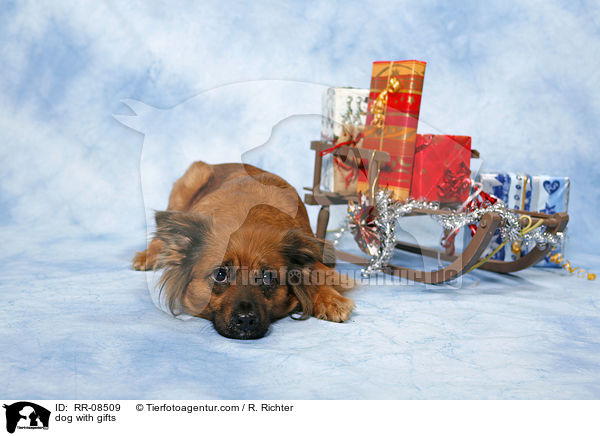 Hund mit Geschenken / dog with gifts / RR-08509