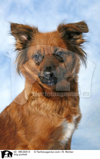 Mischling Portrait / dog portrait / RR-08514