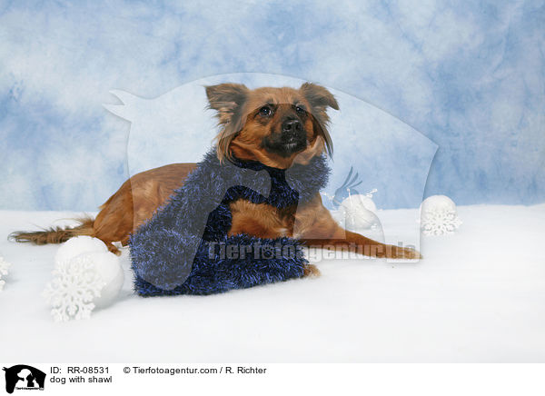 Hund mit Schal / dog with shawl / RR-08531