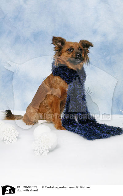 dog with shawl / RR-08532