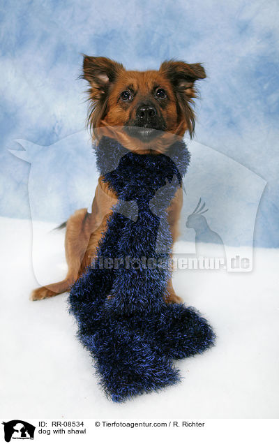 Hund mit Schal / dog with shawl / RR-08534