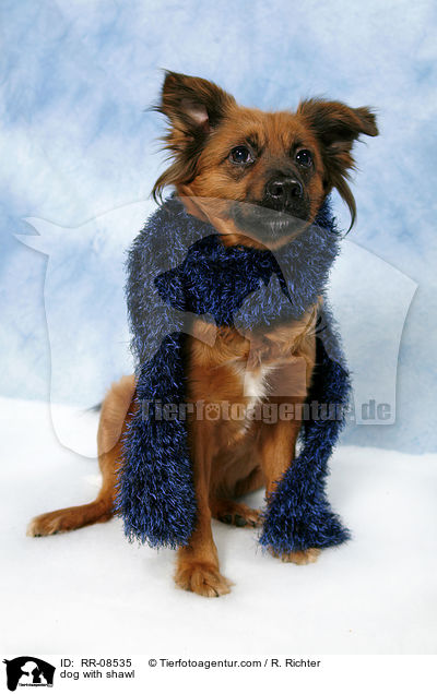 dog with shawl / RR-08535