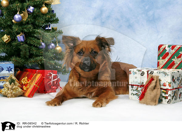 Hund unterm Weihnachtsbaum / dog under christmastree / RR-08542