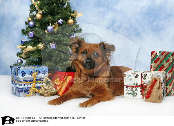 Hund unterm Weihnachtsbaum / dog under christmastree / RR-08543