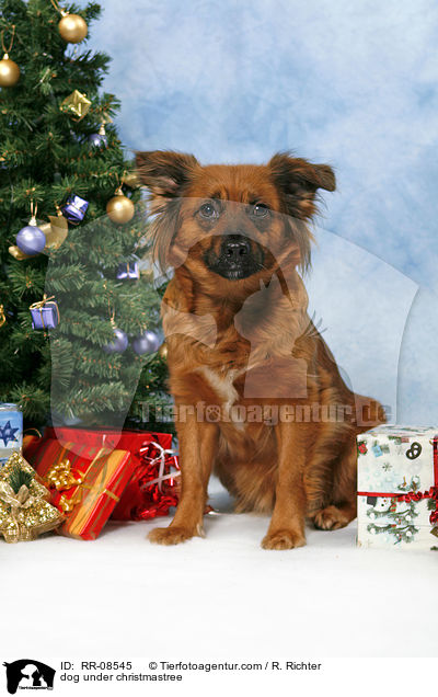 Hund unterm Weihnachtsbaum / dog under christmastree / RR-08545