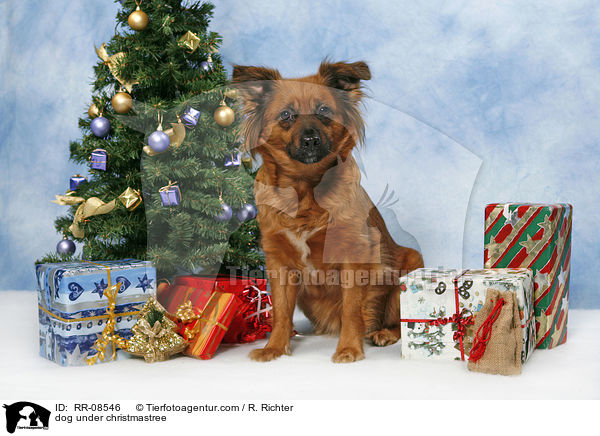 Hund unterm Weihnachtsbaum / dog under christmastree / RR-08546