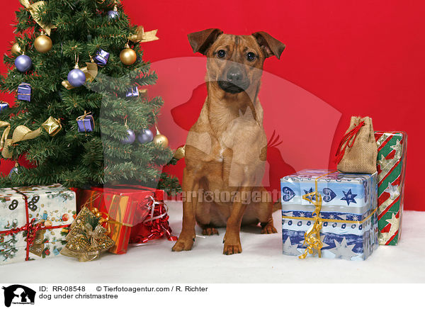 Hund unterm Weihnachtsbaum / dog under christmastree / RR-08548