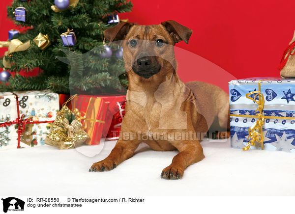 Hund unterm Weihnachtsbaum / dog under christmastree / RR-08550