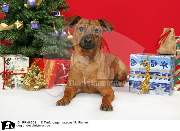 Hund unterm Weihnachtsbaum / dog under christmastree / RR-08551