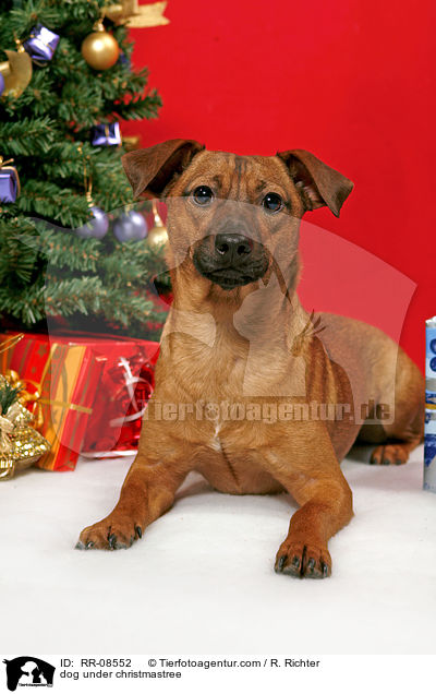 Hund unterm Weihnachtsbaum / dog under christmastree / RR-08552