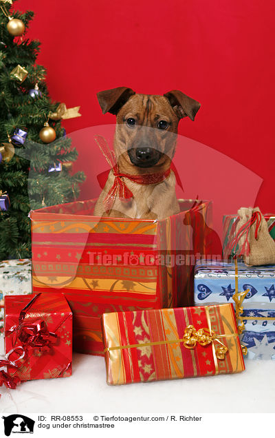 dog under christmastree / RR-08553
