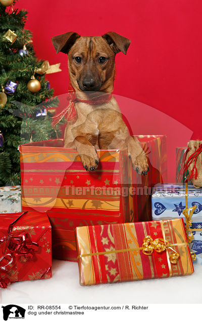 Hund unterm Weihnachtsbaum / dog under christmastree / RR-08554