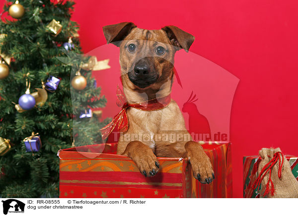 Hund unterm Weihnachtsbaum / dog under christmastree / RR-08555
