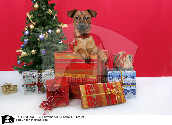 Hund unterm Weihnachtsbaum / dog under christmastree / RR-08556