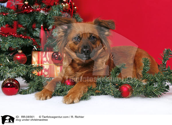 Hund unterm Weihnachtsbaum / dog under christmastree / RR-08561
